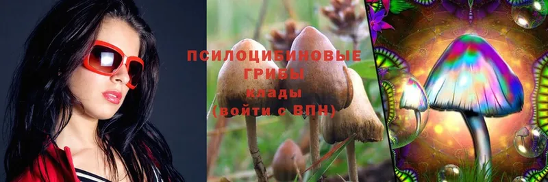 Псилоцибиновые грибы Psilocybe Кашира